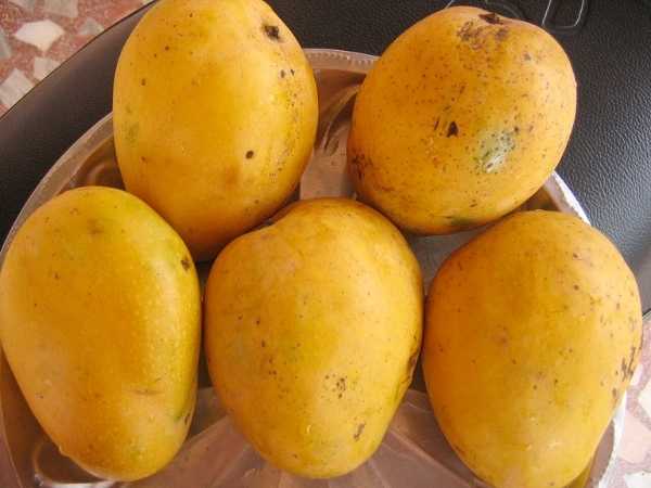Mango - Bangalore