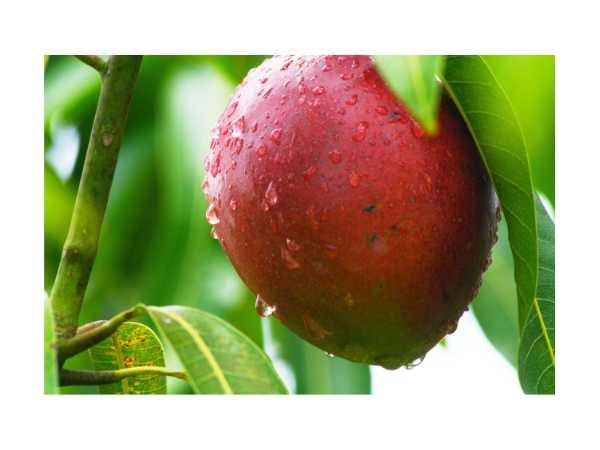 Mango - Miyazaki