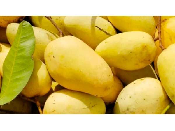 Mango - Sweet Katimon