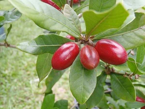 Miracle Fruit