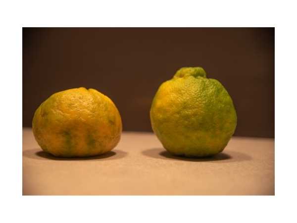 Kamala Orange