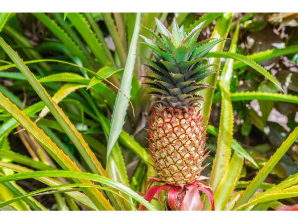 Pineapple