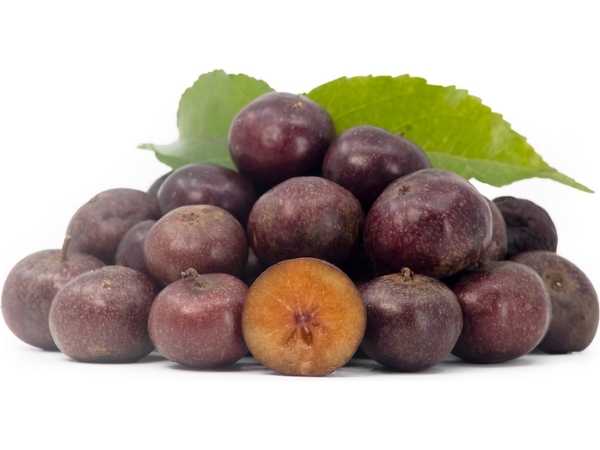 Plum - Governor / Madagascar