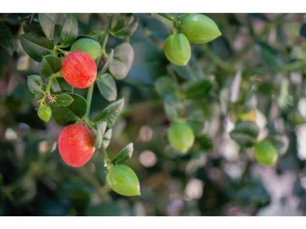 Plum - Natal