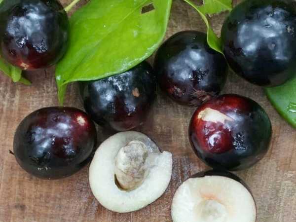 Plum - Rain Forest