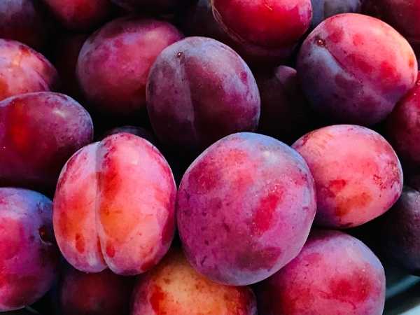 Plum - Santa Rosa
