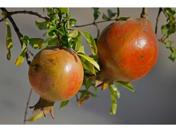 Pomegranate