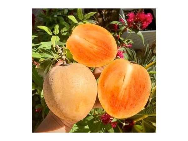 Sapota - Thai King