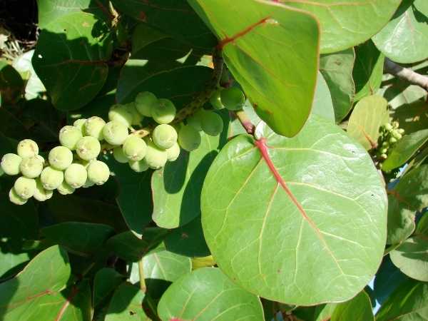 Sea Grape