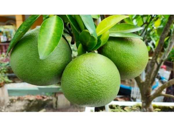 Sweet Lime - Bali