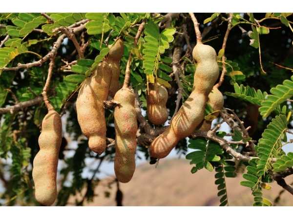 Sweet Tamarind