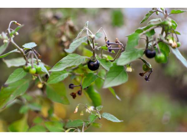 Black Nightshade