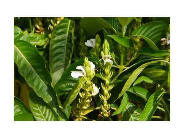 Adathodai / Malabar Nut