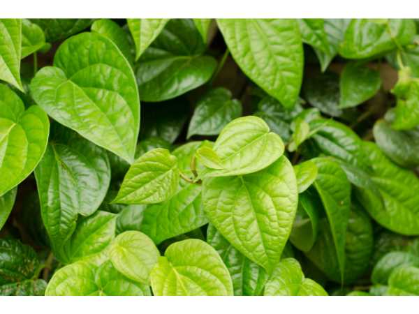 Betel Leaf
