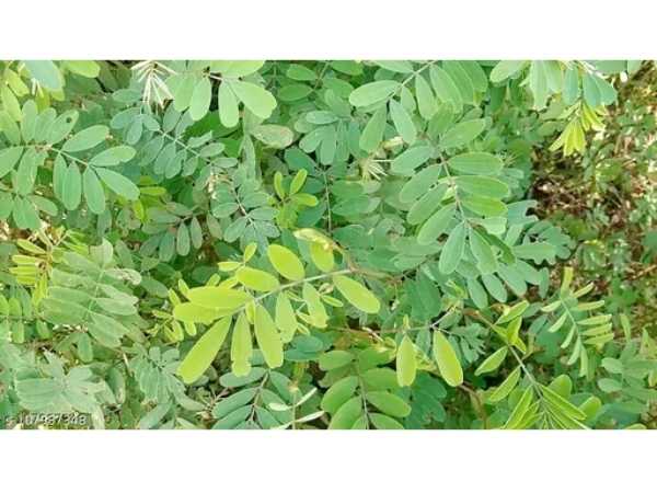 Elumbu Otti Ilai / Bone Joint Leaves