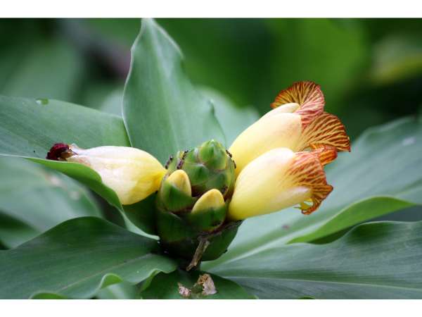 Insulin Plant