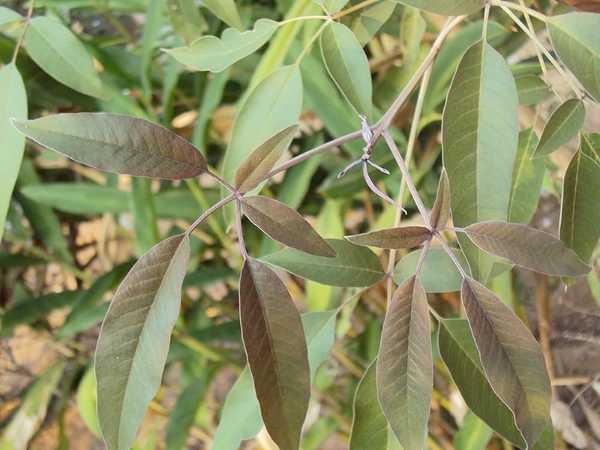 Karunochi / Chaste Tree