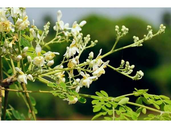 Moringa Tree