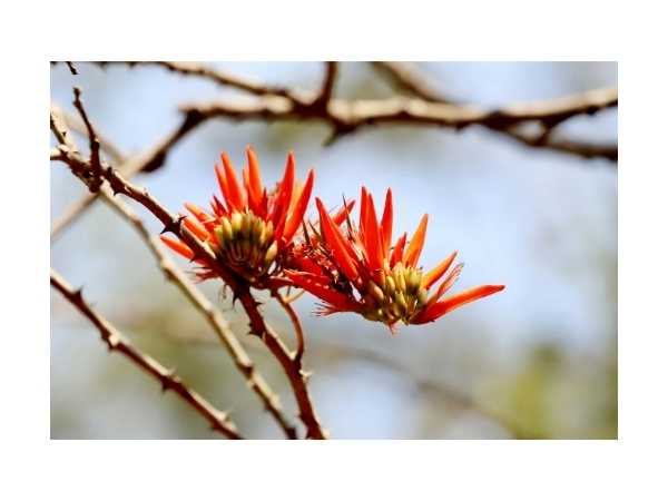 Murungai - Kalyana / Indian Coral Tree