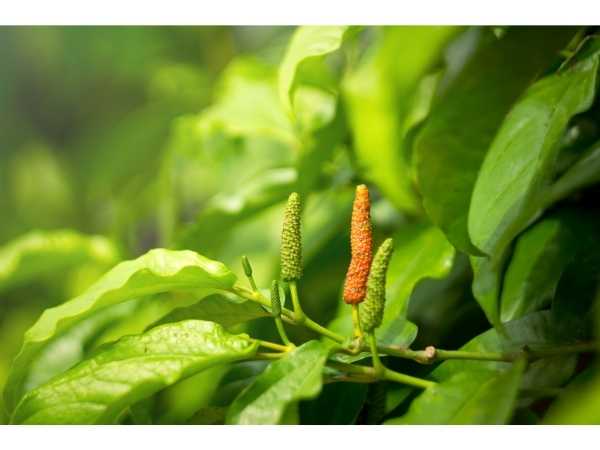 Thippili / Indian Long Pepper