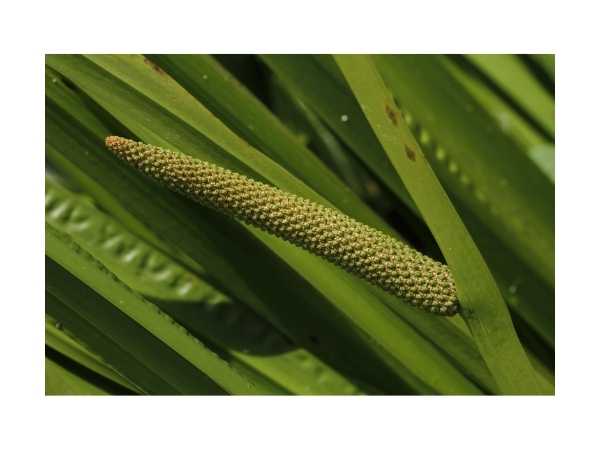 Vasambu / Sweet Flag