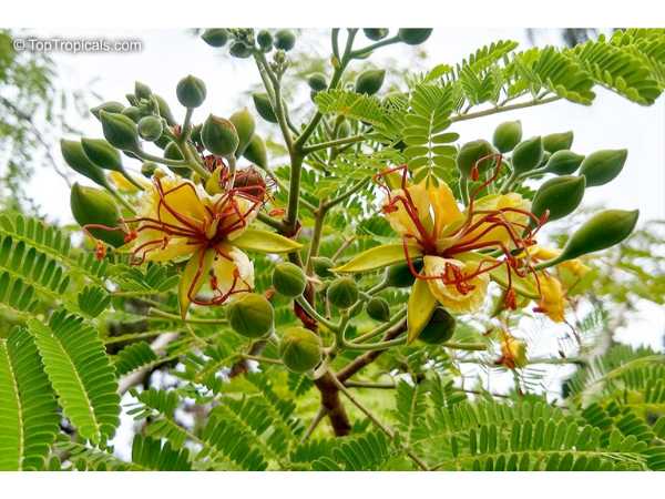 Vathanarayanan / Peacock Flower