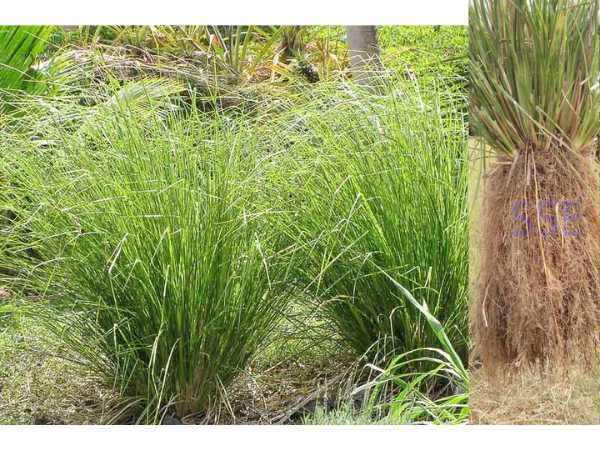 Vetiver / Cuscus Grass