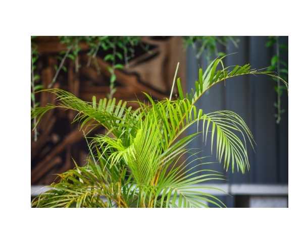 Areca Palm