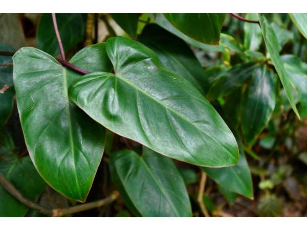 Blushing Philodendron