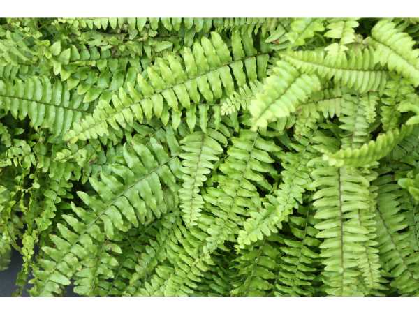 Boston Fern