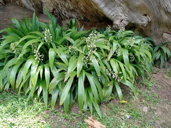 Dove Tail Orchid