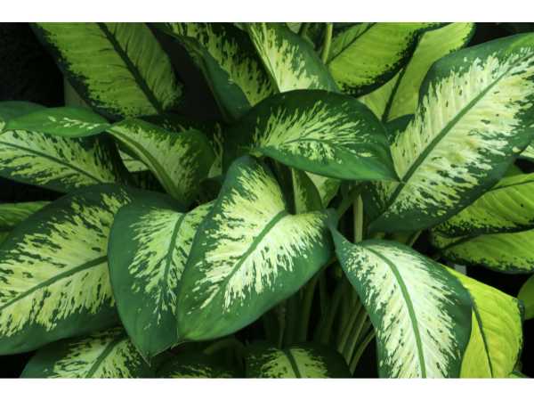 Dumb Cane