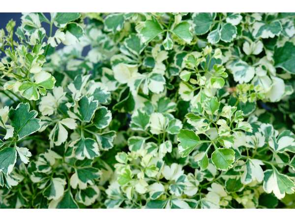Geranium Aralia