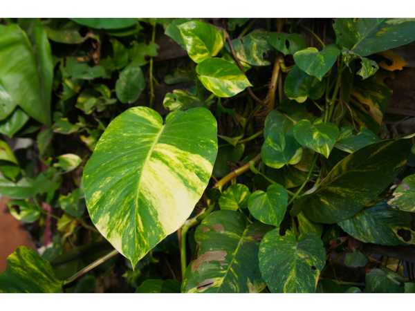 Giant Pothos