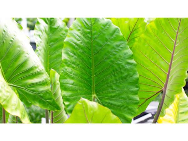 Giant Taro