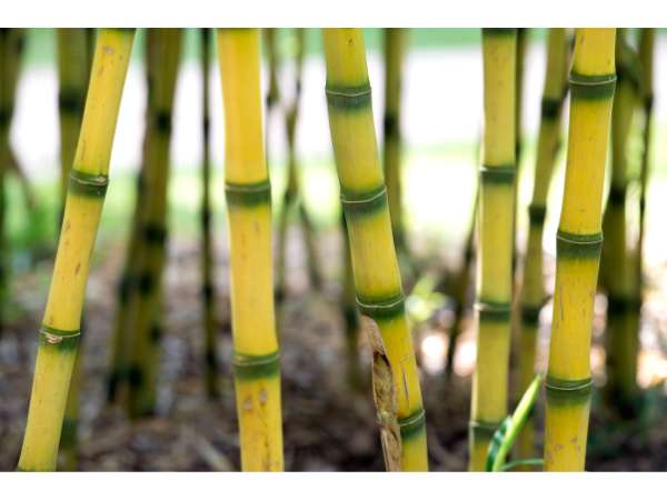 Golden Bamboo