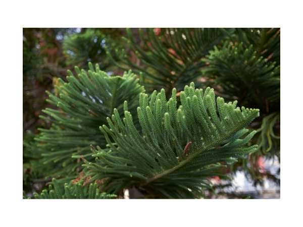 Norfolk Island Pine
