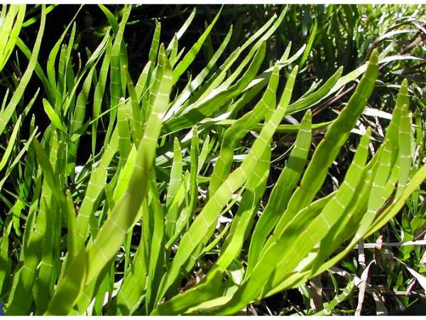 Ribbon Bush