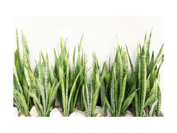Snake Plant