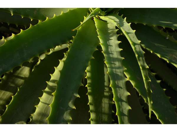 Spider Aloe