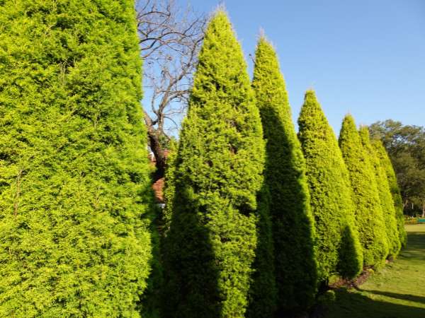 Thuja
