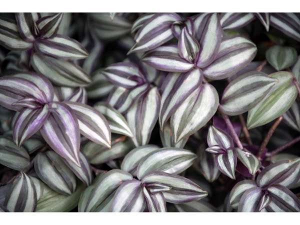 Wandering Jew