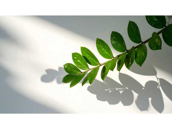 ZZ Plant