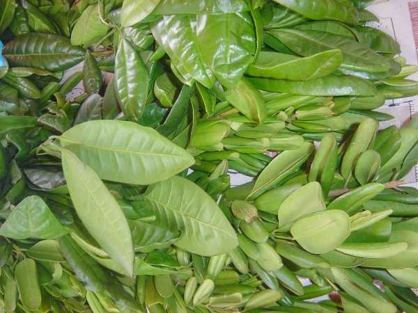 Allspice
