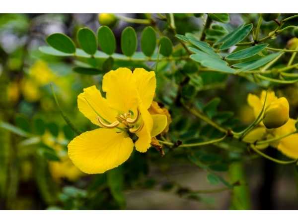 Herbal - Avarampoo / Tanner's Cassia