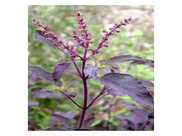 Basil - Black / Karu Tulsi