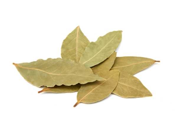 Bay Leaf