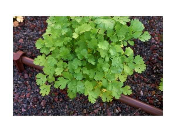 Coriander