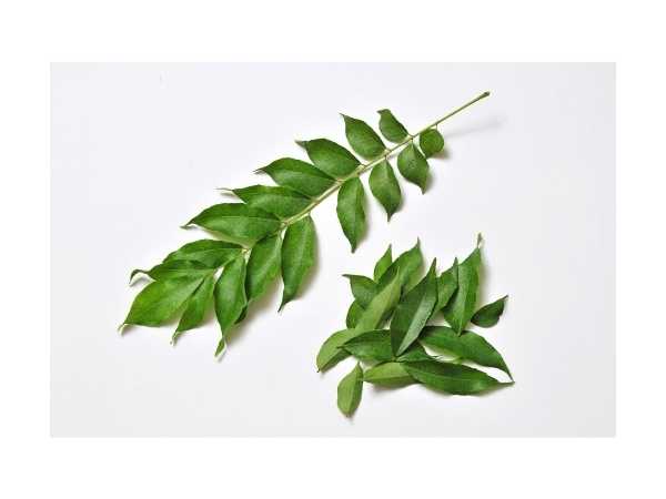 Curry Leaf