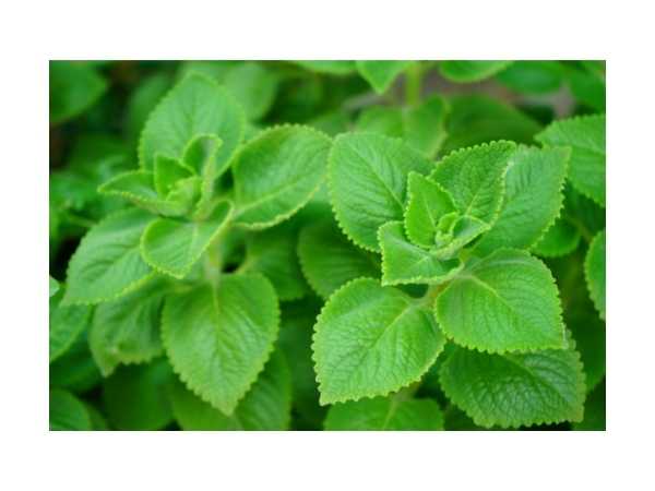 Karpuravalli / Indian Borage